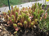 ova Gussonea-20110529 170
